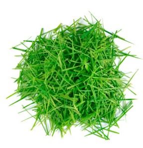 Grass